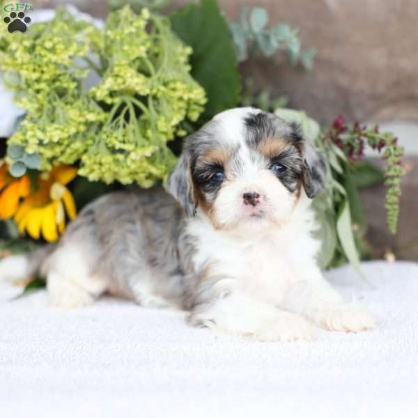 Bailey, Cavapoo Puppy